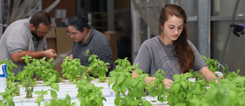 A Bidwell Training Center student works on some plants in the greenhouse 