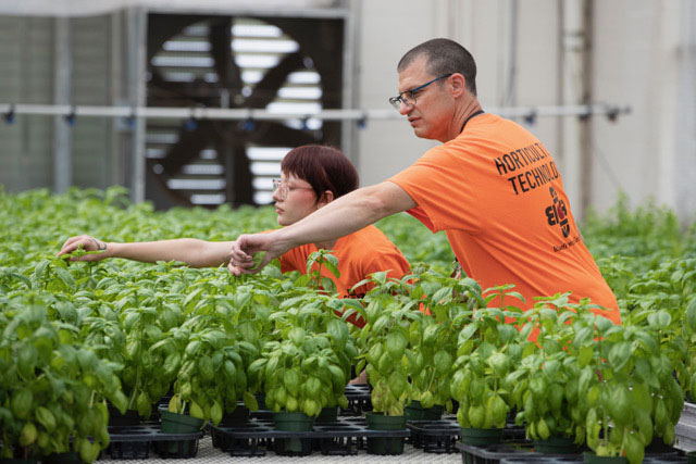 Bidwell's Horticulture Technology students picking basil from a plant.